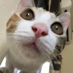 aoki